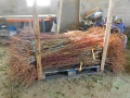 1-planta-sin-seleccionar
