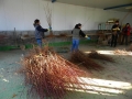 2-seleccion-de-planta-1
