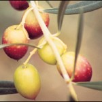 arbequina