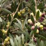 arbosana2