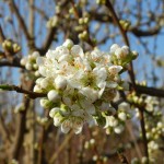 Floraciones