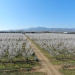 Plantaciones Algairén (5)